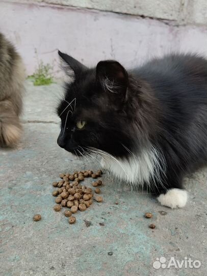Кошка ищет дом