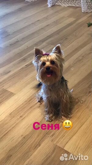 Йоркширский терьер