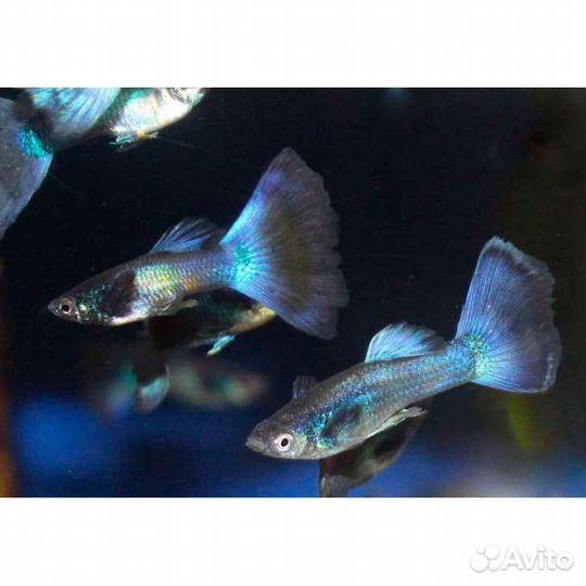 Теодоксус,ампулярии,данио,гуппи,коридорас,растения