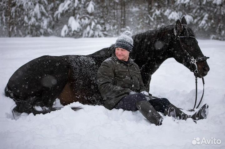 Лошадь в аренду