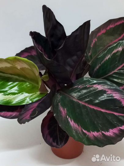 Калатея сюрприз стар