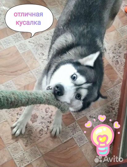 Шуршащие игрушки для собак