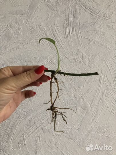 Эпипренум Себу блю