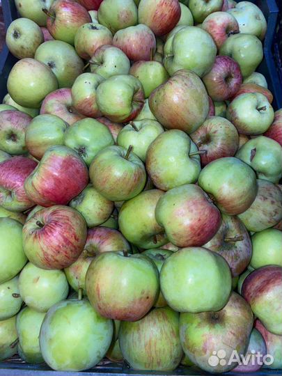 Яблоки садовые