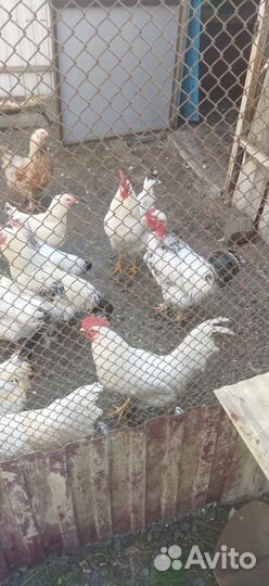 Куры домашние