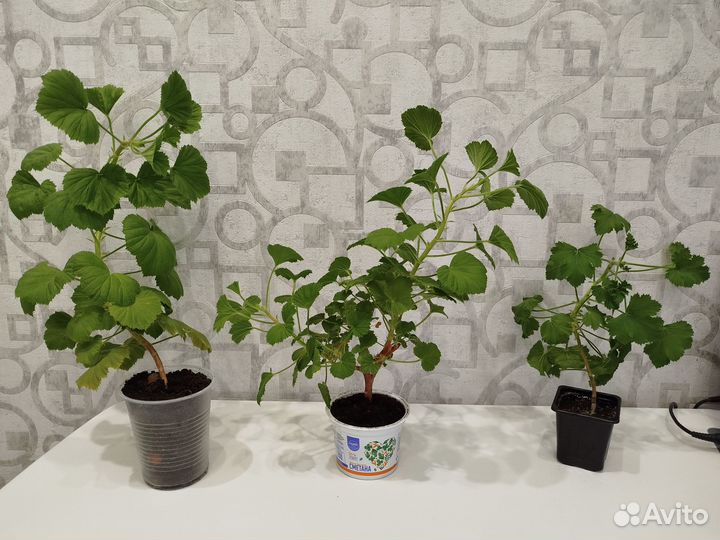 Королевская пеларгония