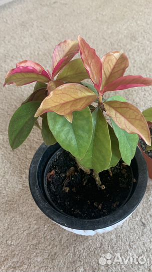 Эпипремнум расписной, переския