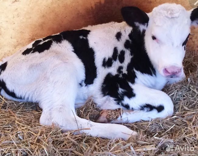 Продам телочку 3 мес
