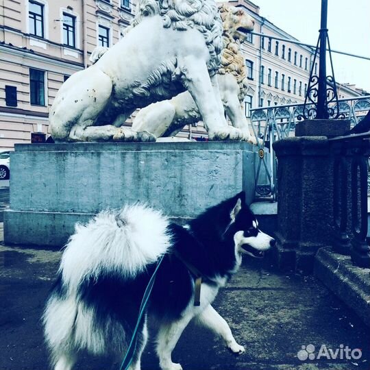 Сибирский хаски