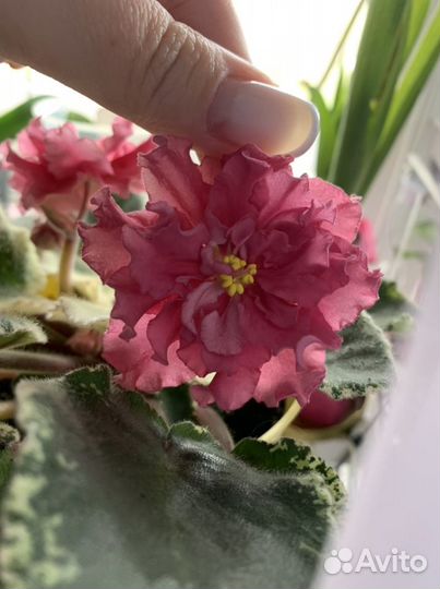 Фиалка лист на срез