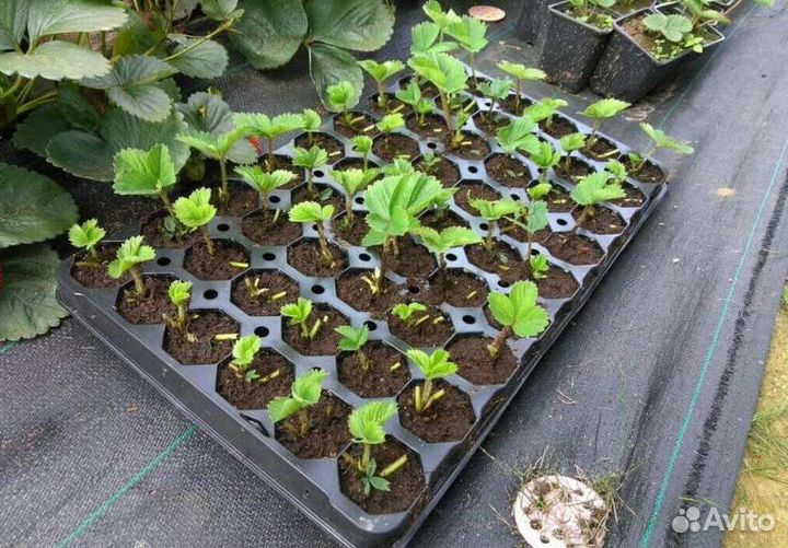 Рассада клубники ремонтантная 6 сортов