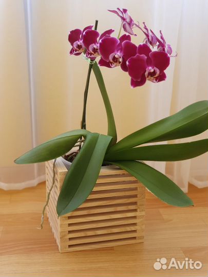 Кашпо для цветов