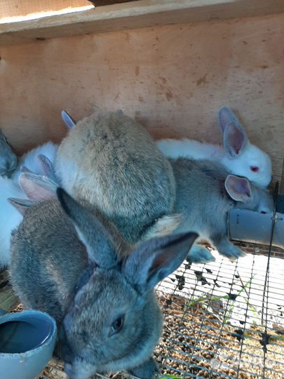 Продам кроликов мясных пород, возраст разный