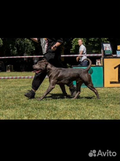 Питбуль на вязку