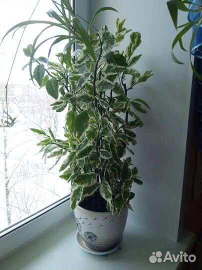 Цветы в горшках