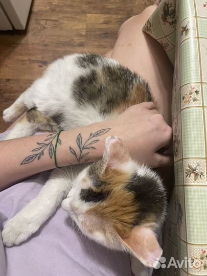 Вислоухая кошка