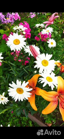 Ромашка садовая