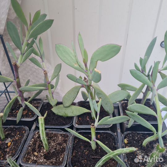 Крестовник Crassissimus