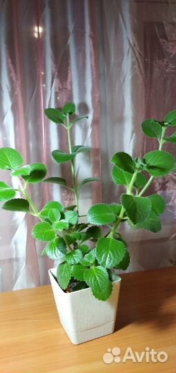 Продам цветы комнатные