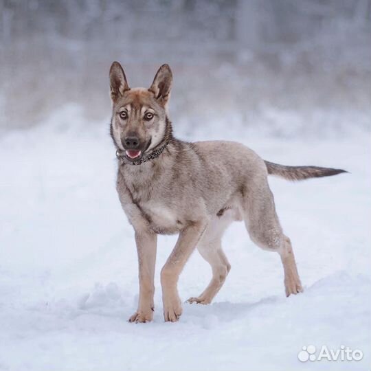 Собака, мальчик, 7 месяцев