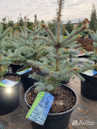 Ель серебристо - голубая Блю Даймонд 40-60 см