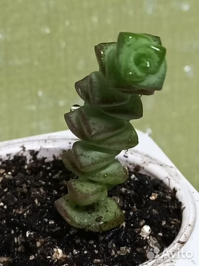 Крассула Марнье