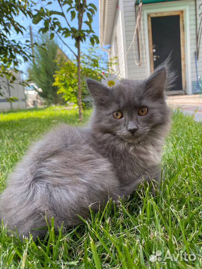Котята бесплатно