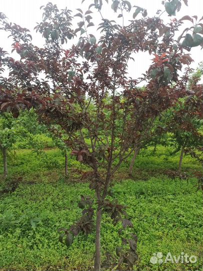 Слива краснолистная 2-2,5м