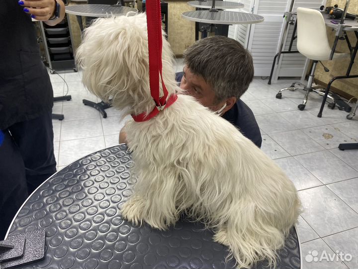 Груминг стрижка собак и кошек