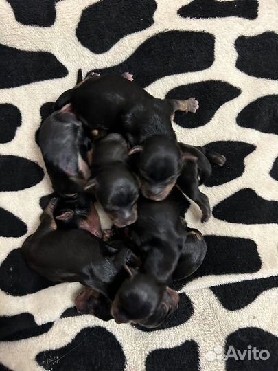 Щенки йорка предварительный резерв