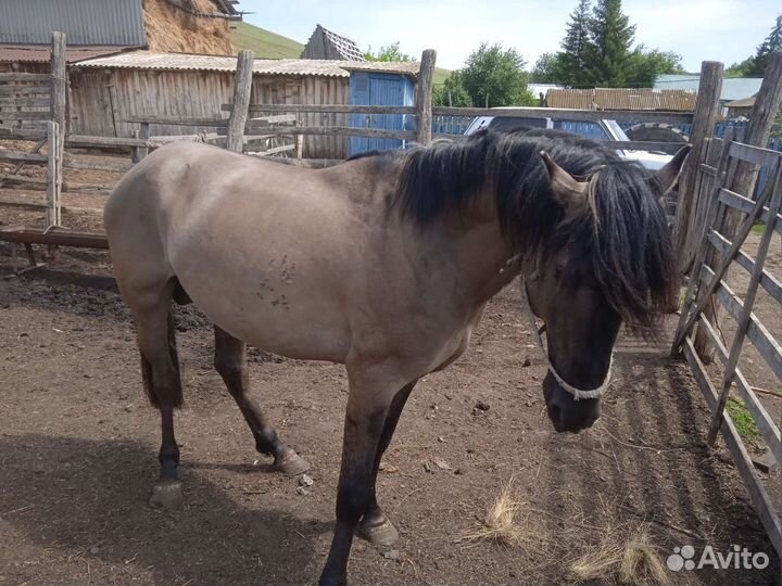 Лошадь жеребец