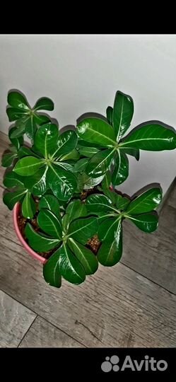 Адениум Arabicum Socotranum