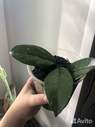 Хойя карноза