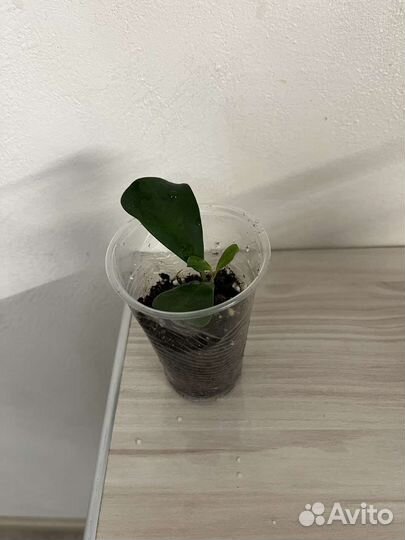 Фикусы сортовые