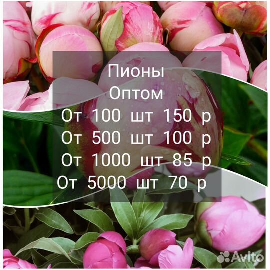 Пионы оптом/ пионы опт/ пионы закрытые