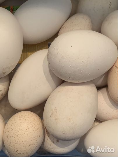 Яйцо гусиное и индюшки