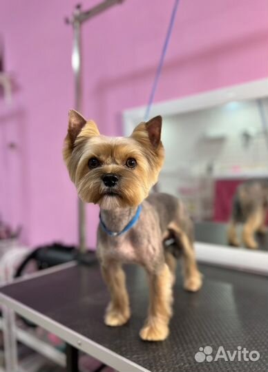 Обучение грумингу