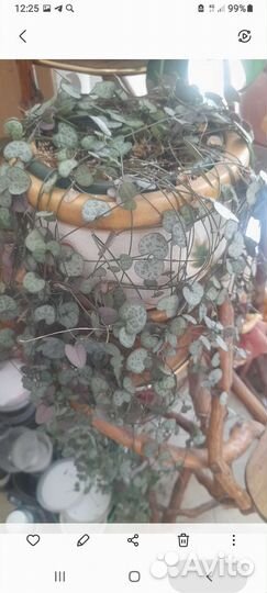 Церопегия вуда