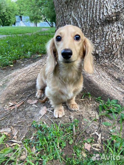 Продается миниатюрная кремовая такса