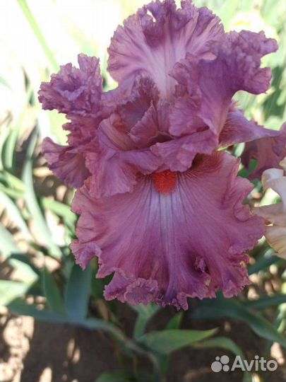 Ирисы бородатые сортовые