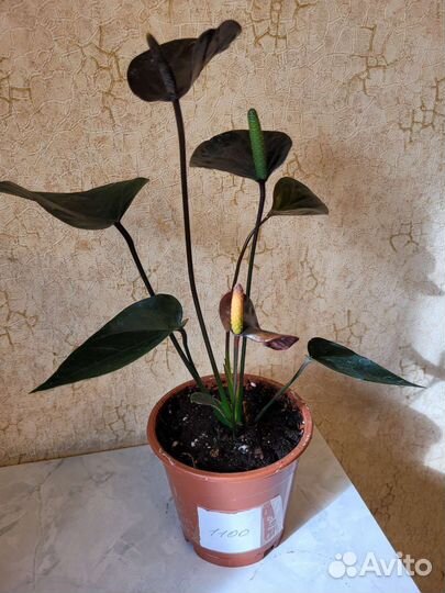 Антуриум блек лав черный и Ред бул бордово-красный