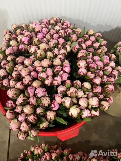 Цветы Пионы оптом