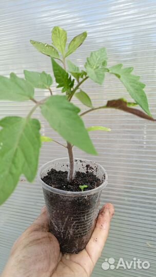 Рассада помидор и перца