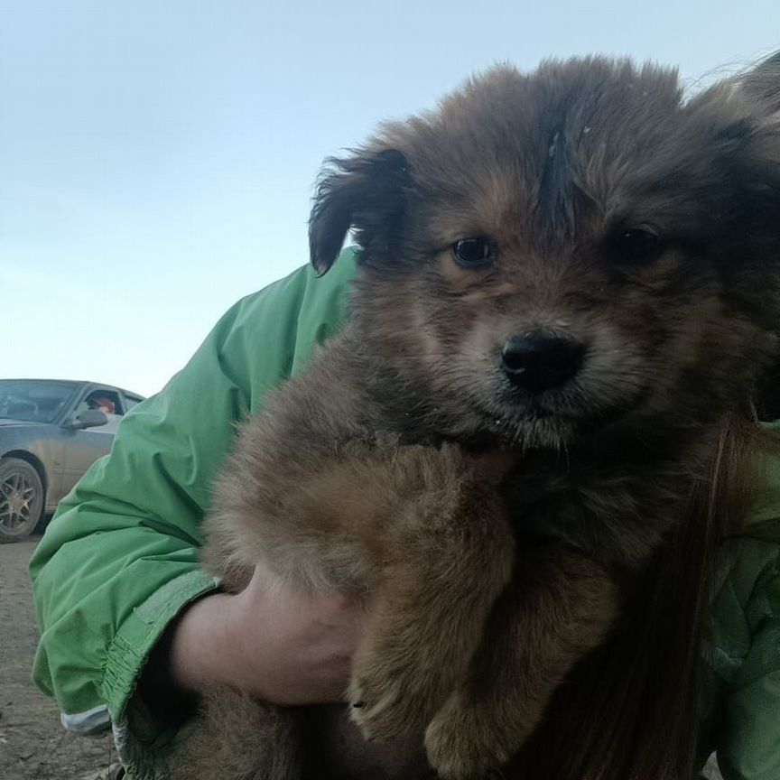 Спасите жизнь щенка