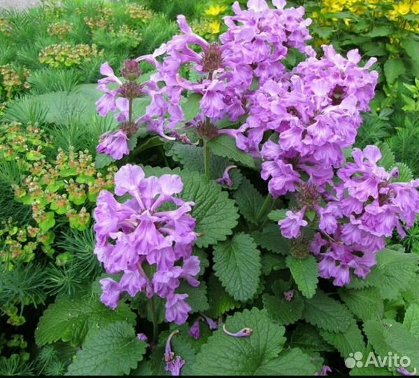 Жасмин, лилейник, буквица