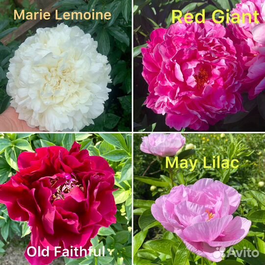 Пионы сортовые