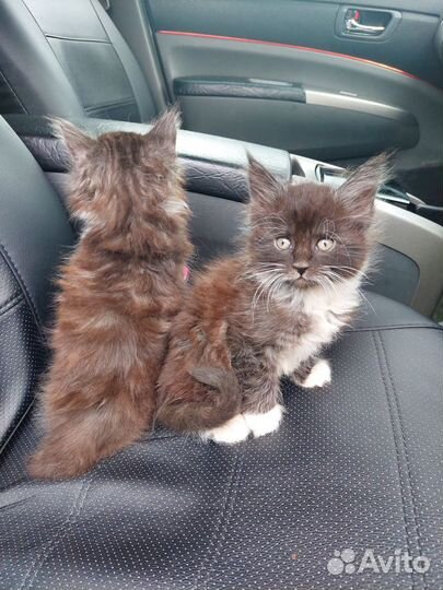 Котята мейн-кун