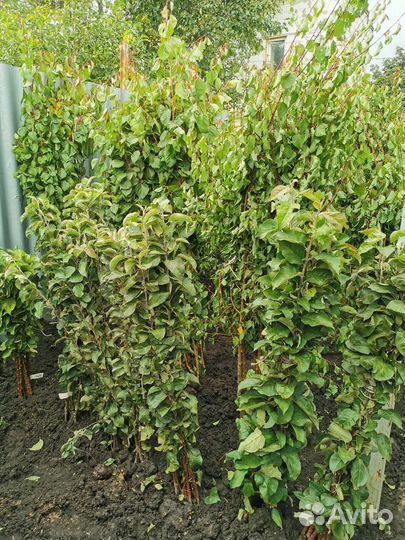 Саженцы плодовых более 100 сортов