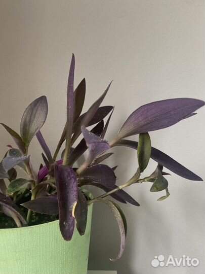 Сеткреазия пурпурная, традесканция