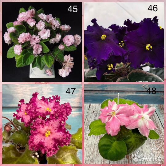 Детки сортовых фиалок